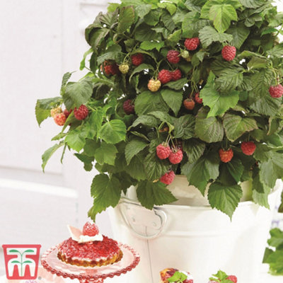 Raspberry Yummy Potted Plant x 1 (12cm Pot) | DIY at B&Q
