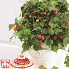 Raspberry Yummy Potted Plant x 1 (12cm Pot)