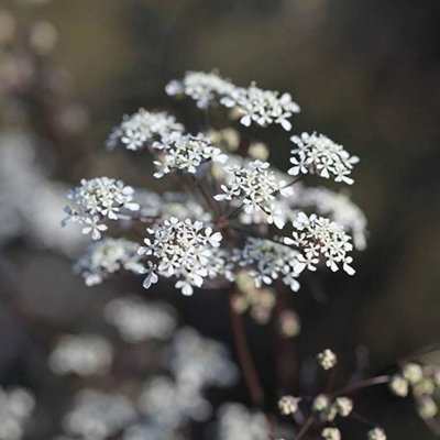 Ravenswing Cow Parsley Perennials Flowering Plants Anthriscus Sylvestris 2L Pot