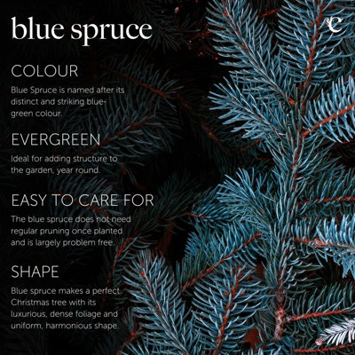 Real 3ft Christmas Tree Blue Spruce - Pot Grown Christmas Tree -  Potted Christmas Tree - PRE-ORDER  Delivery: 21st-27th Nov