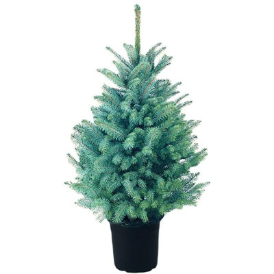 Real 3ft Christmas Tree Blue Spruce - Pot Grown Christmas Tree -  Potted Christmas Tree - PRE-ORDER  Delivery: 21st-27th Nov - 3