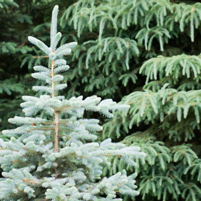Real 3ft Christmas Tree Blue Spruce - Pot Grown Christmas Tree -  Potted Christmas Tree - PRE-ORDER  Delivery: 21st-27th Nov - 4