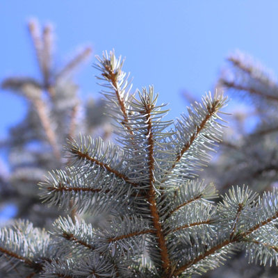 Real 3ft Christmas Tree Blue Spruce - Pot Grown Christmas Tree -  Potted Christmas Tree - PRE-ORDER  Delivery: 21st-27th Nov - 5