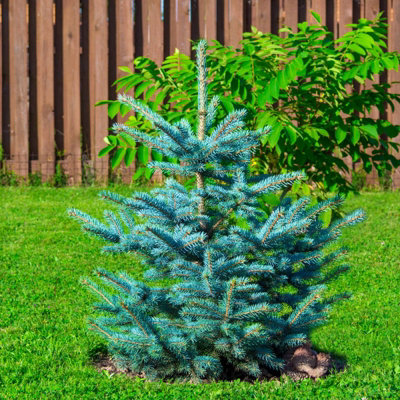 Real 3ft Christmas Tree Blue Spruce - Pot Grown Christmas Tree -  Potted Christmas Tree - PRE-ORDER  Delivery: 21st-27th Nov - 6