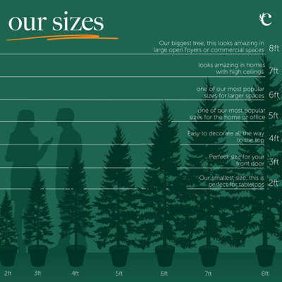 Real 3ft Christmas Tree Blue Spruce - Pot Grown Christmas Tree -  Potted Christmas Tree - PRE-ORDER  Delivery: 21st-27th Nov - 9