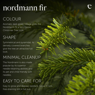 Real 3ft Christmas Tree Nordmann Fir - Pot Grown Christmas Tree -  Potted Christmas Tree - PRE-ORDER  Delivery: 21st-27th Nov