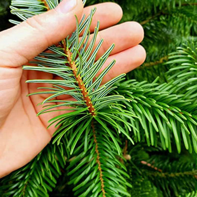 Real 3ft Christmas Tree Nordmann Fir - Pot Grown Christmas Tree -  Potted Christmas Tree - PRE-ORDER  Delivery: 21st-27th Nov - 4