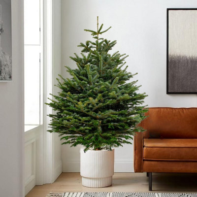 Real 3ft Christmas Tree Nordmann Fir - Pot Grown Christmas Tree -  Potted Christmas Tree - Xmas Indoor Outdoor Tree in Pot