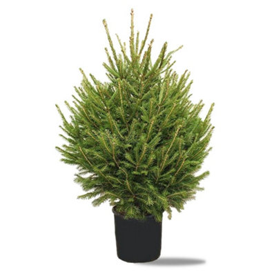 Real 4ft Christmas Tree Norway Spruce - Pot Grown Christmas Tree ...