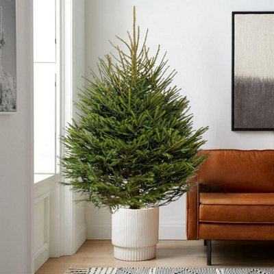 Real 5ft Christmas Tree Norway Spruce - Pot Grown Christmas Tree -  Potted Christmas Tree - PRE-ORDER  Delivery: 21st-27th Nov