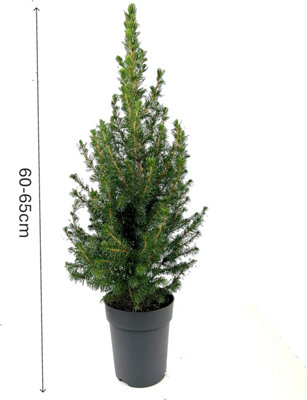 Real Living 65cm Glauca 'Conica' Picea Tree Pot Grown - Hardy Conifer ...