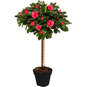 Red Azalea Japonica Tree Trees for Small Gardens Border Patio Potted Plants Lollipop Stem Tree