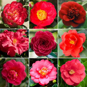 Red Camellia Garden Plant - Vibrant Red Blooms, Compact Size (20-30cm Height Including Pot)