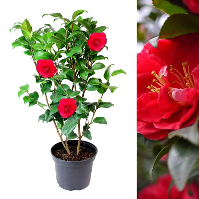 Red Camellia Japonica Plant in 3L Pot - Spring Flowering Evergreen Shrub Ready to Plant - Ideal for Borders, Beds & Patio Pots