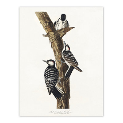 Red Cockaded Woodpecker Audubon Nature Wall Art Poster Print 12X16