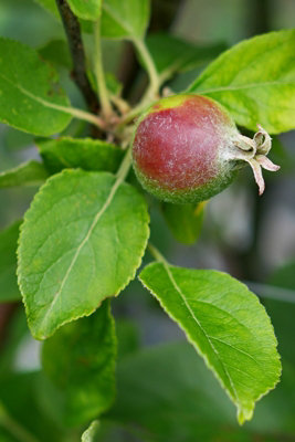 Red Devil Apple (Malus) Tree - 12Ltr Potted