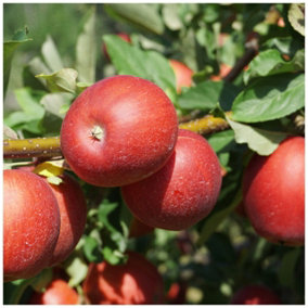 Red Devil Apple Tree 3-4ft Tall, in 6L Pot, Self-Fertile, Sweet Strawberry Taste 3FATPIGS