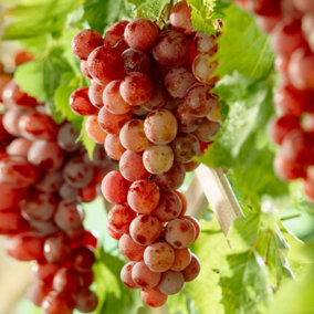 Red Grape Vitis vinifera - Outdoor Fruit Plant, Ideal for UK Gardens, Compact Size (20-30cm Height Including Pot)