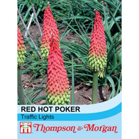 Red Hot Poker (Kniphofia) Traffic Lights 1 Seed Packet (20 Seeds)