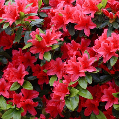 Red Japanese Azalea (30-40cm Height Including Pot) - Delicate Red Blooms,  Evergreen