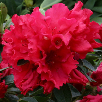 Red Japanese Azalea (30-40cm Height Including Pot) - Delicate Red Blooms,  Evergreen