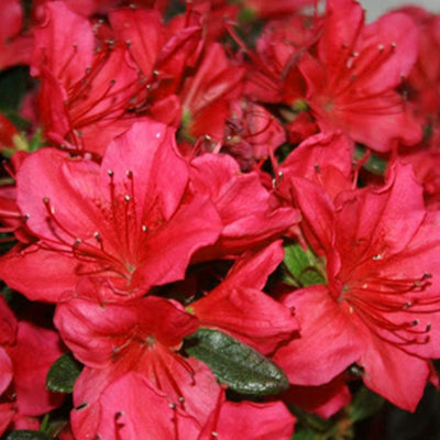 Red Japanese Azalea (30-40cm Height Including Pot) - Delicate Red Blooms,  Evergreen