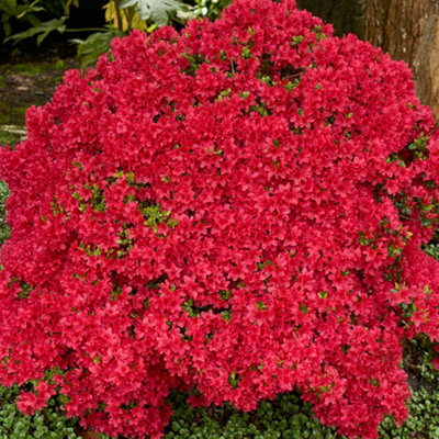 Red Japanese Azalea (30-40cm Height Including Pot) - Delicate 