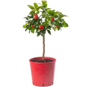 Red Lime Tree - Outdoor Fruit Tree, Grow Your Own Tasty Fruits, Ideal Size for UK Gardens in 20cm Pot (2-3ft)