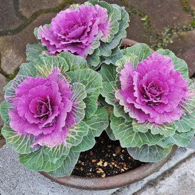 Red Ornamental Cabbage 4 Pack - Hardy UK Autumn & Winter Decorative ...