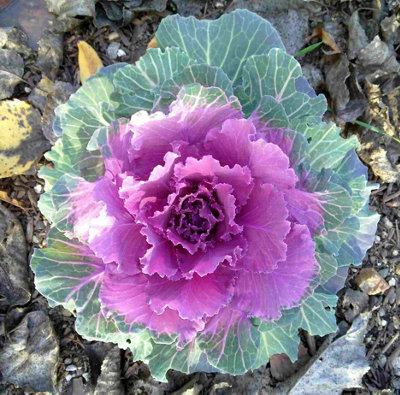 Red Ornamental Cabbage 4 Pack - Hardy UK Autumn & Winter Decorative ...