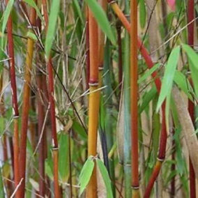 Red Panda Bamboo Fargesia Jiu Outdoor Plant 80cm - 1m Tall 2 Litre Pot