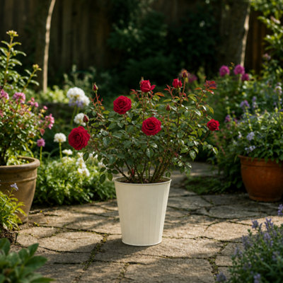 Red Patio Rose in Metal Vertical Line Cream Planter Outdoor Flowering ...