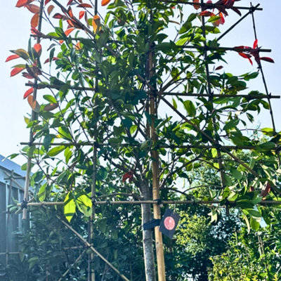 Red Robin Pleached Tree with Staking Kit - 180cm Stem and 14cm Girth