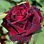Red Rose Bush Deep Secret - Floribunda Hybrid Tea Rose in a 3L Pot