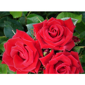 Red Rose Bush Love Knot - Floribunda Hybrid Tea Rose in a 3L Pot