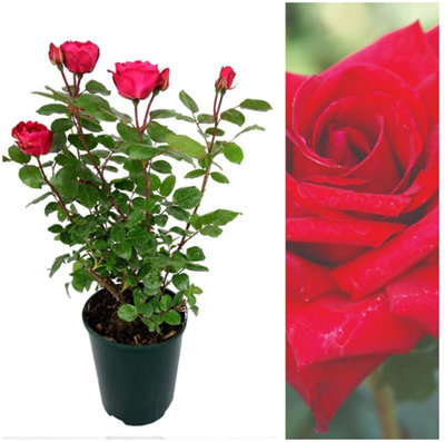 Red Rose Bush - Pride of England