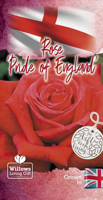Red Rose Bush - Pride of England