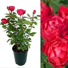 Red Rose Bush Scarlet Queen - Floribunda Rose For The Garden In a 3 Litre Pot