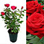 Red Rose Bush Showbiz - Floribunda Rose Bush For The Garden In a 3 Litre Pot