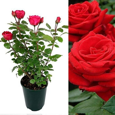 Red Rose Bush Showbiz - Floribunda Rose Bush For The Garden In a 3 Litre Pot