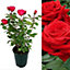 Red Rose Bush Showbiz - Floribunda Rose Bush For The Garden In a 3 Litre Pot