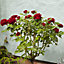 Red Rose Bushes x 2 - Pair of Standard Roses - Bare Root, 60cm Tall, Ready to Plant in UK Gardens