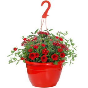Red Shades Hanging Basket: Vibrant Red Blooms, Outdoor Radiance (25cm)