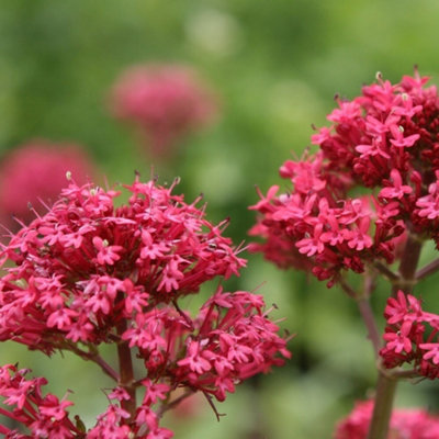 Red Valerian Perennials Flowering Plants Centranthus Ruber 2L Pot