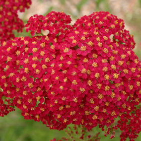 Red Velvet Yarrow Sneezewort Perennials Flowering Plants Achillea 2L Pot