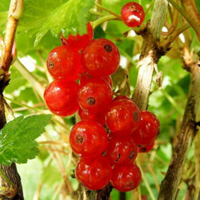 Redcurrant Rosetta Fruit Bush Ribes Fruiting Shrub Plant 3L Pot