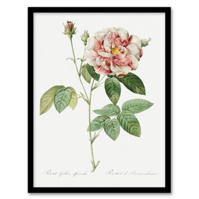 Redoute Framed Wall Art Print Rosa Gallica Giant Rose Vintage Floral ...
