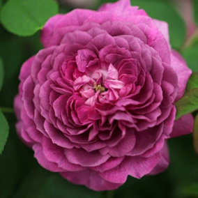Reine des Violettes Rose Bush Purple Flowering Roses Hybrid Perpetual Rose 4L Pot