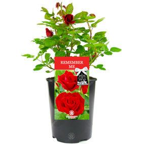 Remember Me Red Rose - Outdoor Plant, Ideal for Gardens, Compact Size