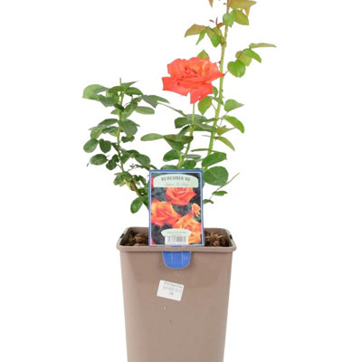 Remember Me Rose Pots 5.5L Pot Copper Orange Hybrid Tea Rose Garden Plant